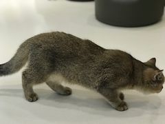 -飞行喵MR PILOT|猫舍·猫咖(静安大融城店)