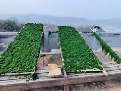 -桑洲油菜花景区