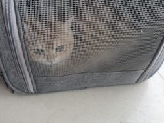 -艾贝尔宠物医院 ·内科全科(梁溪路店)