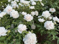 -洛阳市隋唐城遗址植物园