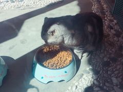 -喵屿·大理花园猫咖