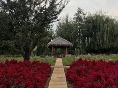 -西双版纳原始森林公园