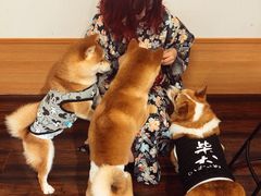 -豆柴町-柴犬主题狗咖(红鼎国际C座店)