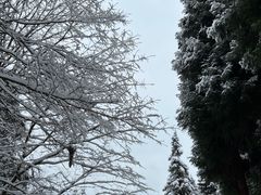 -武陵山森林公园