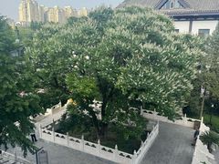 -菩提树下茶咖鼓捣