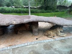 -北京野生动物园