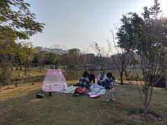 -王借岗森林公园