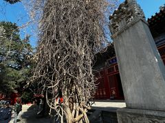 -北京艺术博物馆(万寿寺)
