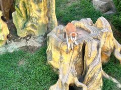 -大连森林动物园