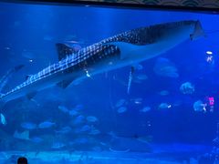 -烟台海昌鲸鲨海洋公园