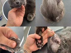 -老吴的猫·猫舍(新区店)