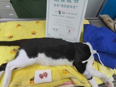 -安安宠医安欣宠物医院