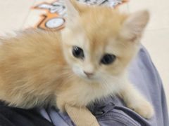 -佳雯宠物医院·皮肤科·内外科(春晓路分院)