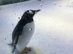 -芜湖新华联大白鲸海洋公园