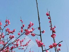 -八大山人梅湖景区