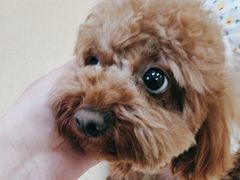 -瑞派·关忠动物医院·猫专科·犬专科(三环新城店)