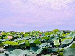 -荷塘月色湿地公园·向阳花洲