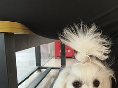 -艾贝尔宠物医院 ·中兽医·宠保定点(北门桥店)