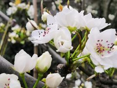 -树山生态村