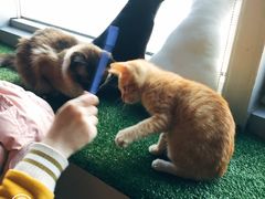 -Cappucimeow猫咪咖啡馆(韦伯时代店)