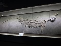 -柳州白莲洞洞穴科学博物馆