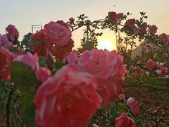 -名花谷生态庄园