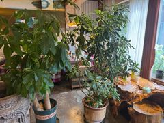 -慢丽江·云南野生菌土鸡锅(付家庄店)