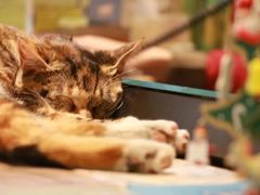 -猫的天空之城概念书店(杭州南宋御街店)