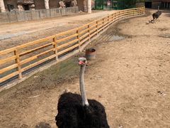 -鄂尔多斯野生动物园