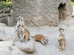 -上海野生动物园