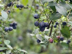 -金谷域澳洲庄园