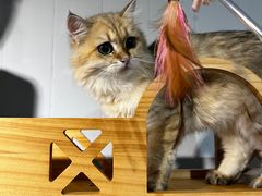 -豆逗聊愈猫阁Easy Life