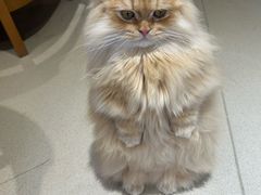 -藏猫猫咖啡主题馆(中央大道店)