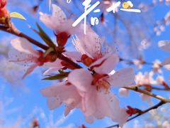 -桃花堤公园