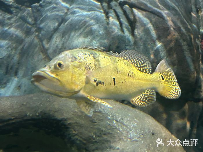 上海海洋水族馆图片