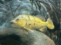 -上海海洋水族馆