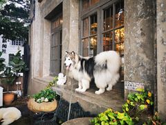 -more than meow吴止猫主题餐厅(承德 中船汇店)