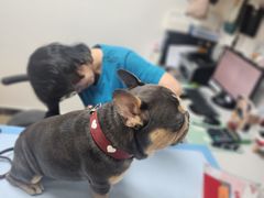 -美联众合动物医院·24h转诊中心