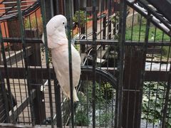 -Local泰莲庭(虹鳟鱼店)