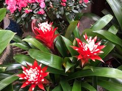 -秦美花卉(天朗·莱茵小城2期店)