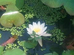 -荷花荡