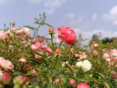 -香蜜公园