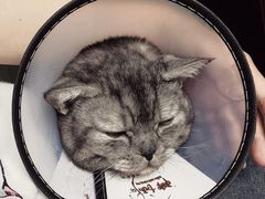 -喜多萌中农锦绣动物医院24H·猫科·牙科MRI·CT