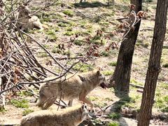 -哈尔滨北方森林动物园