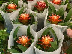 -双季花艺园艺市场(浦东店)