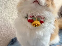 -Bastet sally猫舍购宠(静安店)