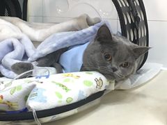 -美联众合动物医院·24h京西诊疗中心