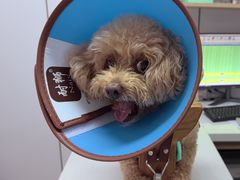 -西安京西宠物医院·瘫痪·疑难杂症