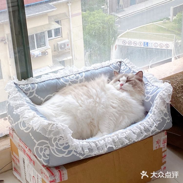 上海猫咪口腔外科医院推荐：认准徐冬嫣和周珞平医生