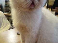 -平行世界·猫咖(首经贸店)